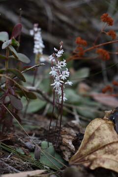 Imagem de Holothrix parviflora (Lindl.) Rchb. fil.