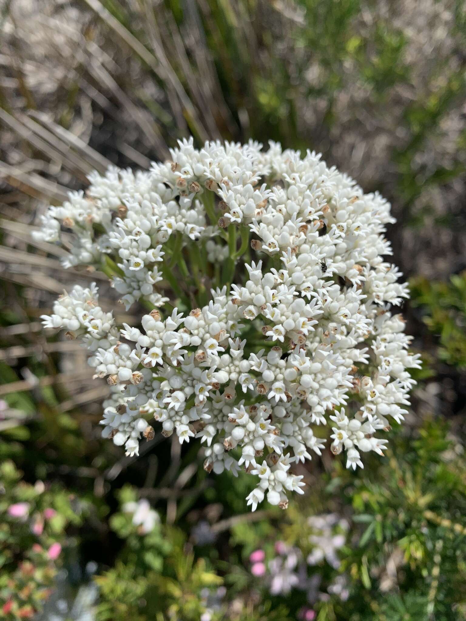 Image of Conospermum ellipticum Sm.