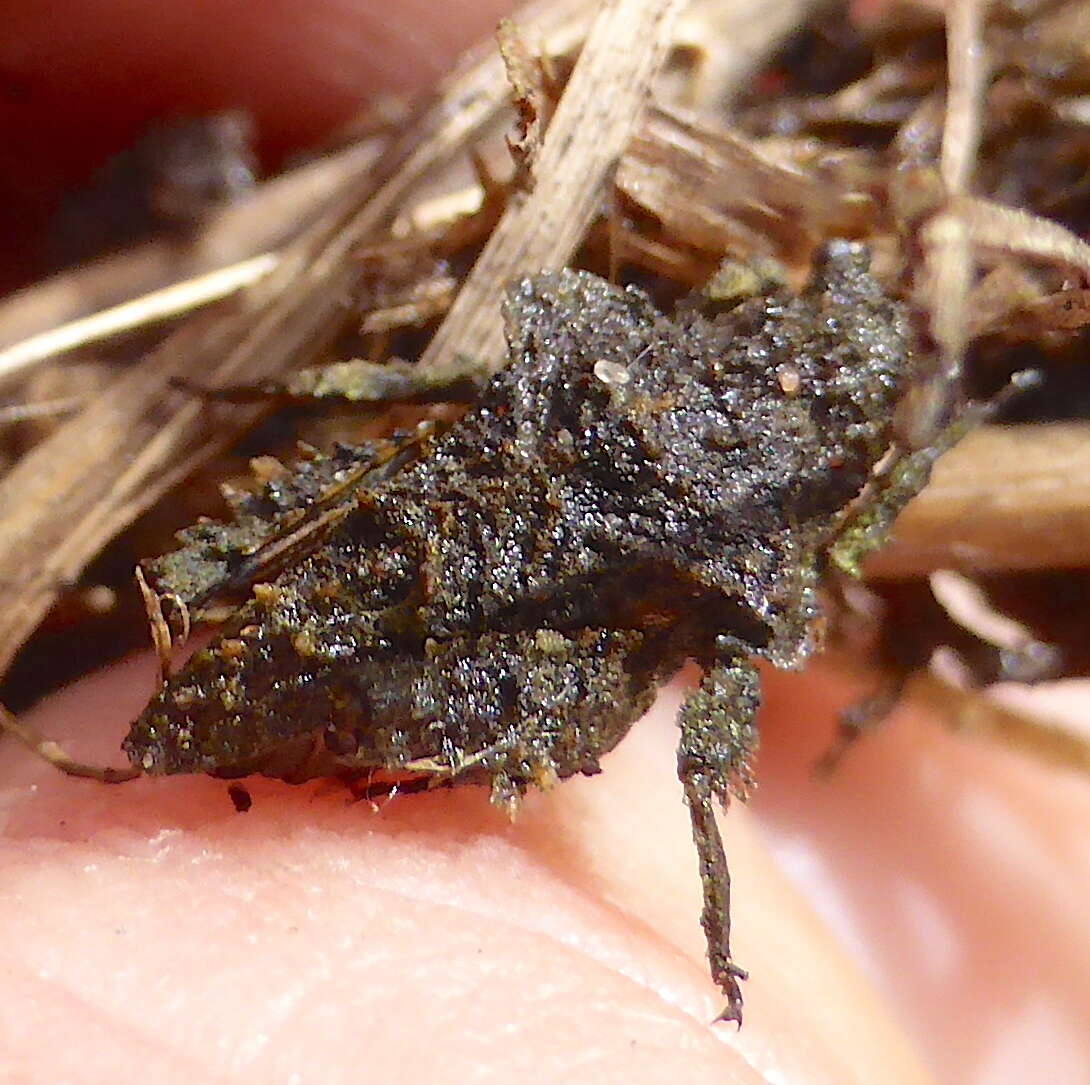 Image of Trachytettix bufo (Costa & A. 1864)