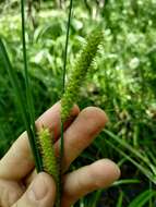 Image of beaked sedge