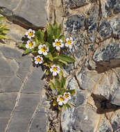 Image of Death Valley monkeyflower