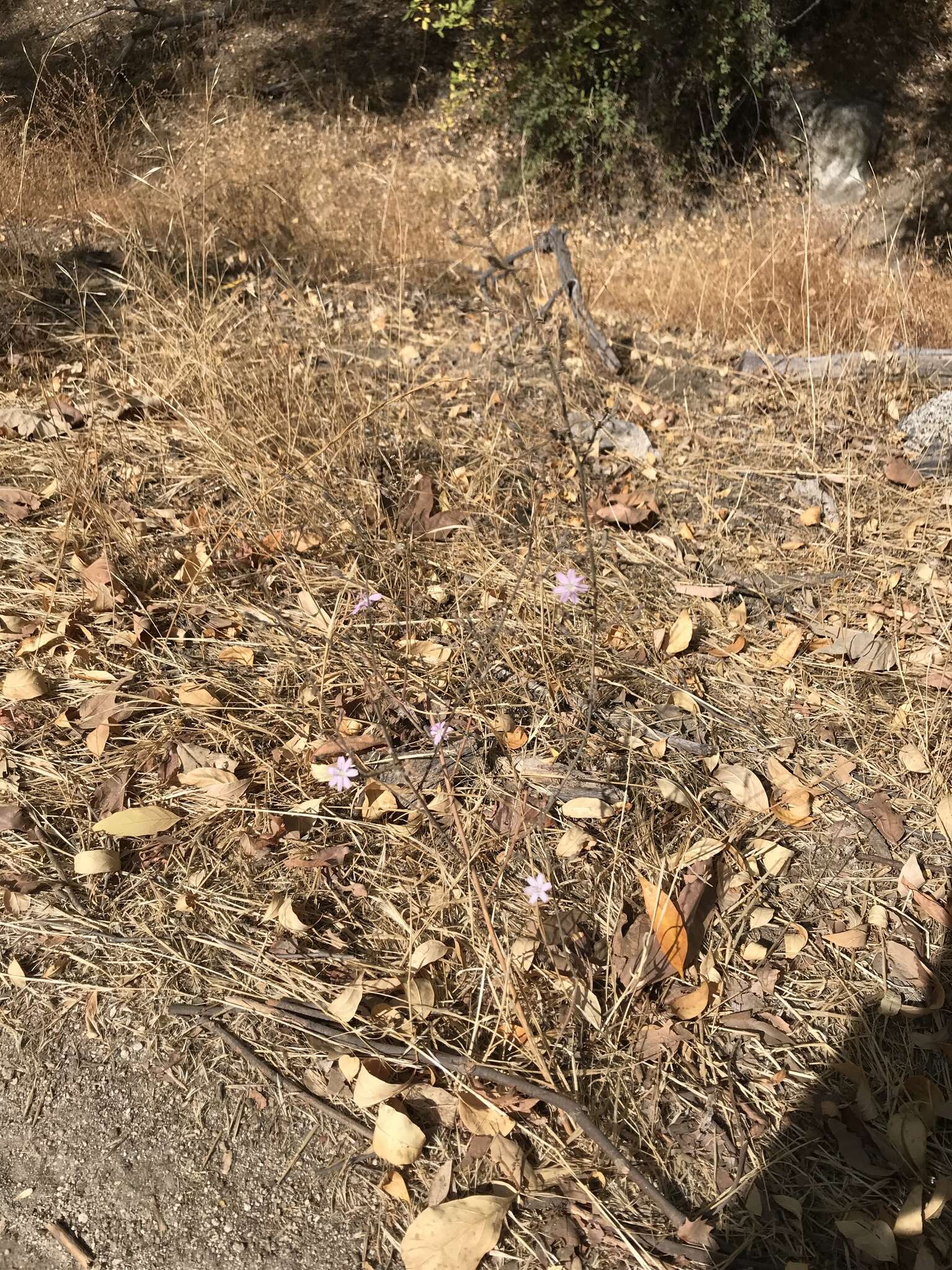 Sivun Stephanomeria exigua subsp. deanei (J. F. Macbr.) Gottlieb kuva