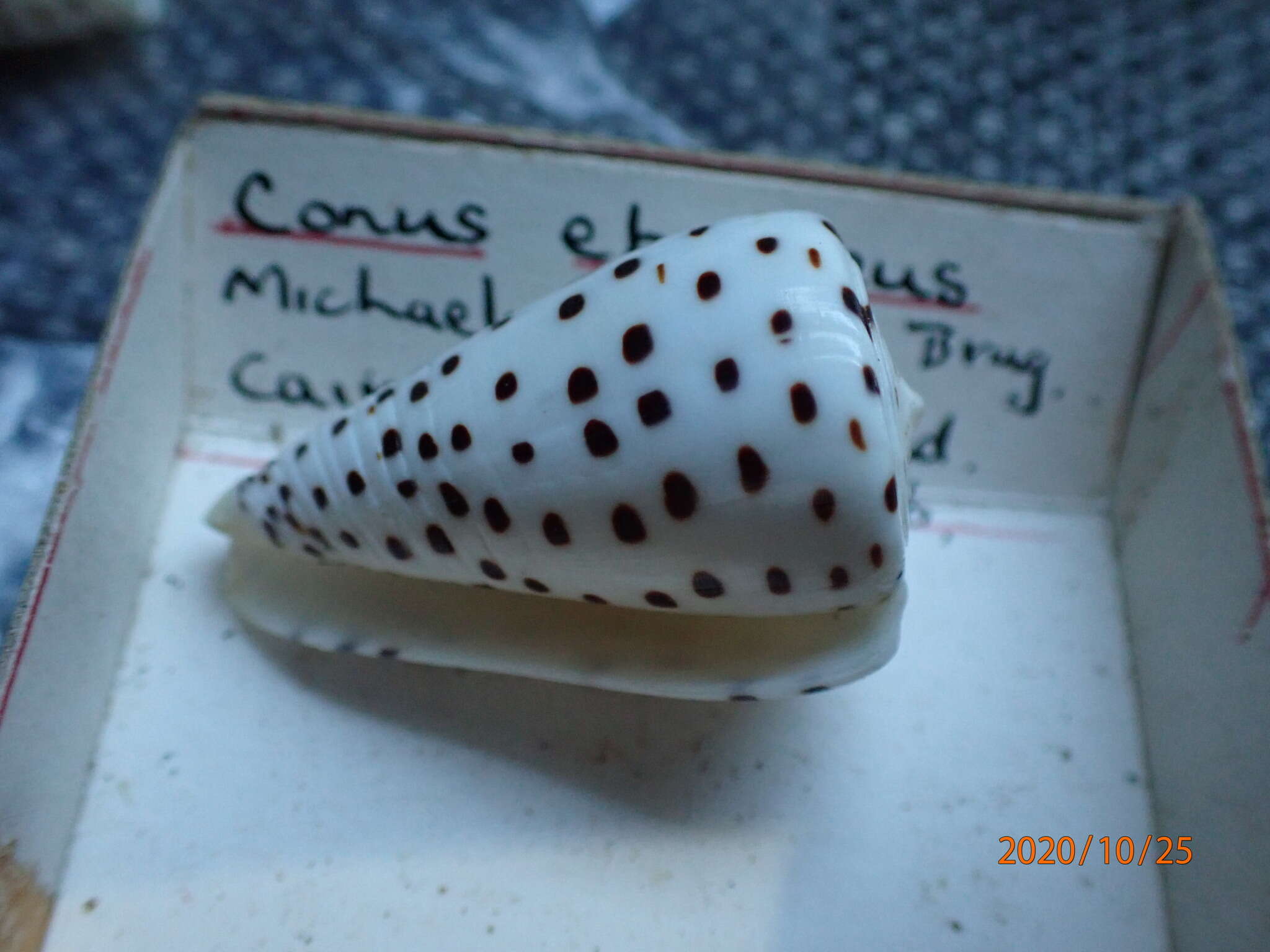 Image of ivory cone