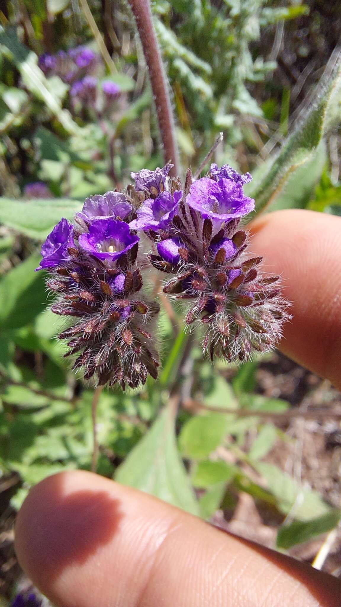 Image of Phacelia brachyantha Benth.