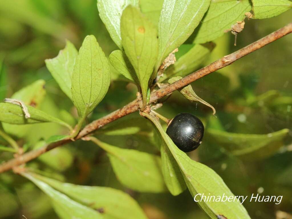 Image of Rhamnus parvifolia Bunge