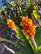 Image of Aechmea comata (Gaudich.) Baker