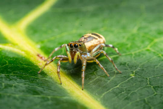 Image of Cosmophasis squamata Kulczyński 1910