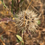 Image of grassland silverpuffs