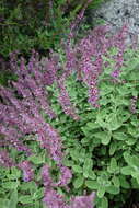 Image of Teucrium salviastrum Schreb.