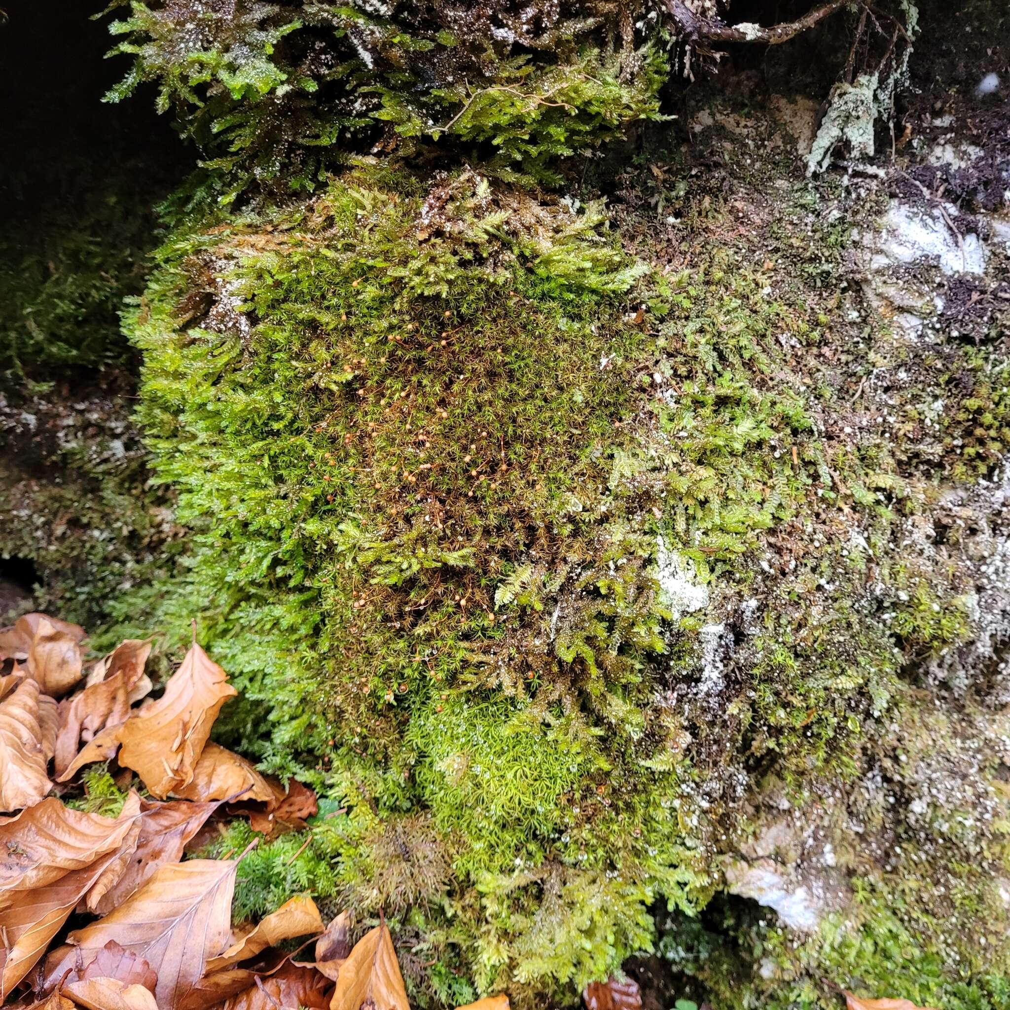 Image of Oeder's apple-moss