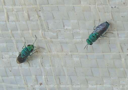 Image of Caenochrysis Kimsey & Bohart 1981