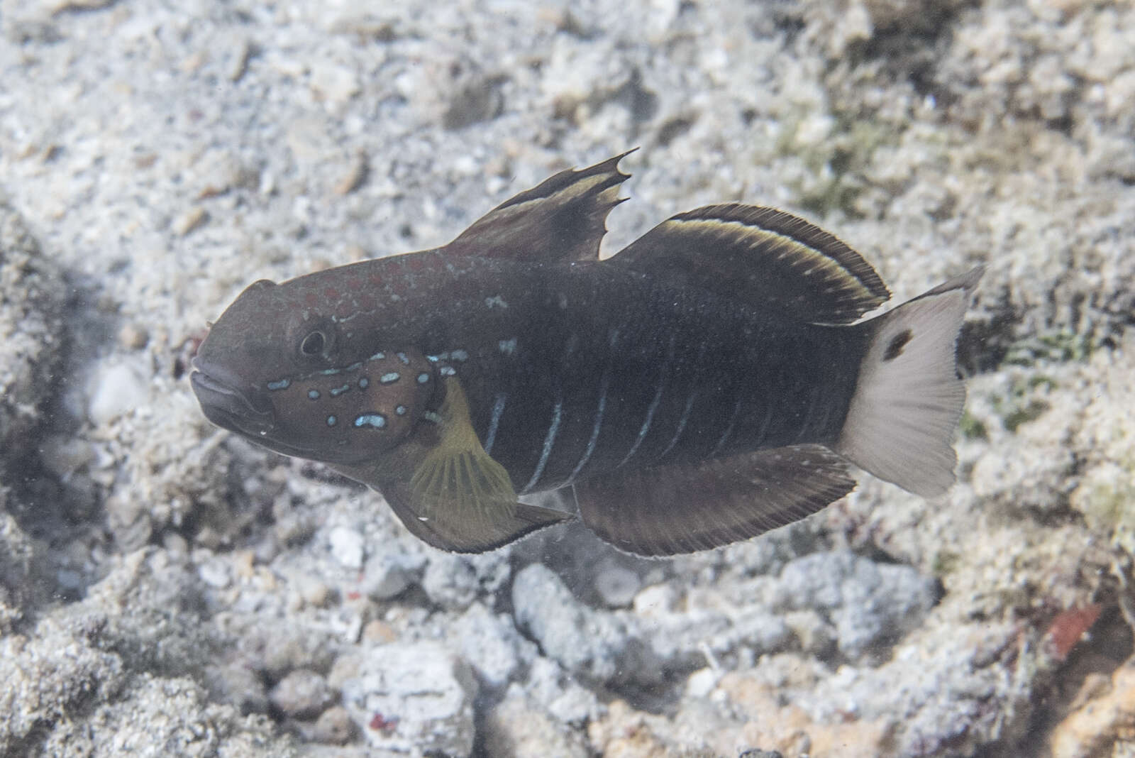 صورة Amblygobius phalaena (Valenciennes 1837)