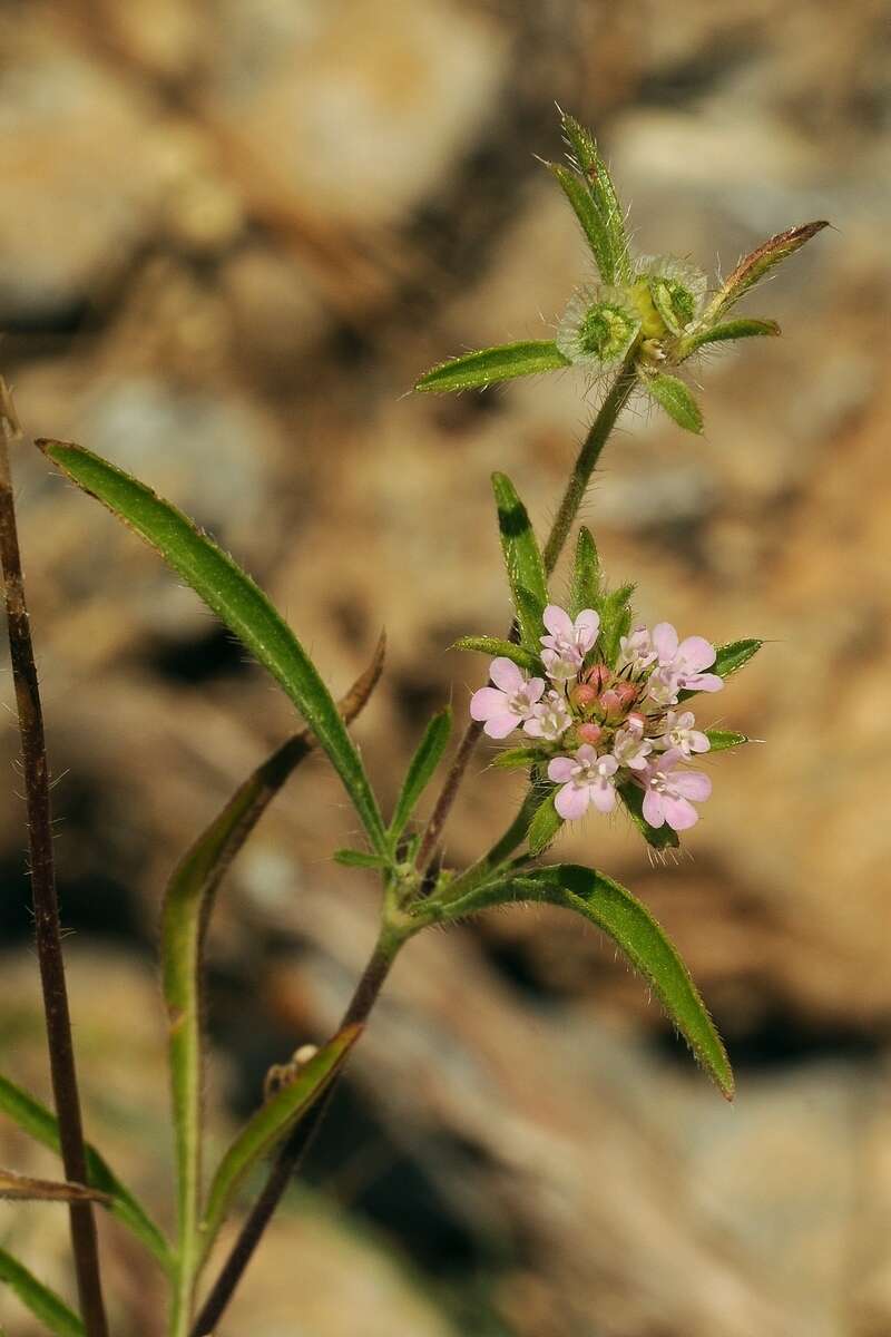 Image of Lomelosia micrantha (Desf.) W. Greuter & Burdet