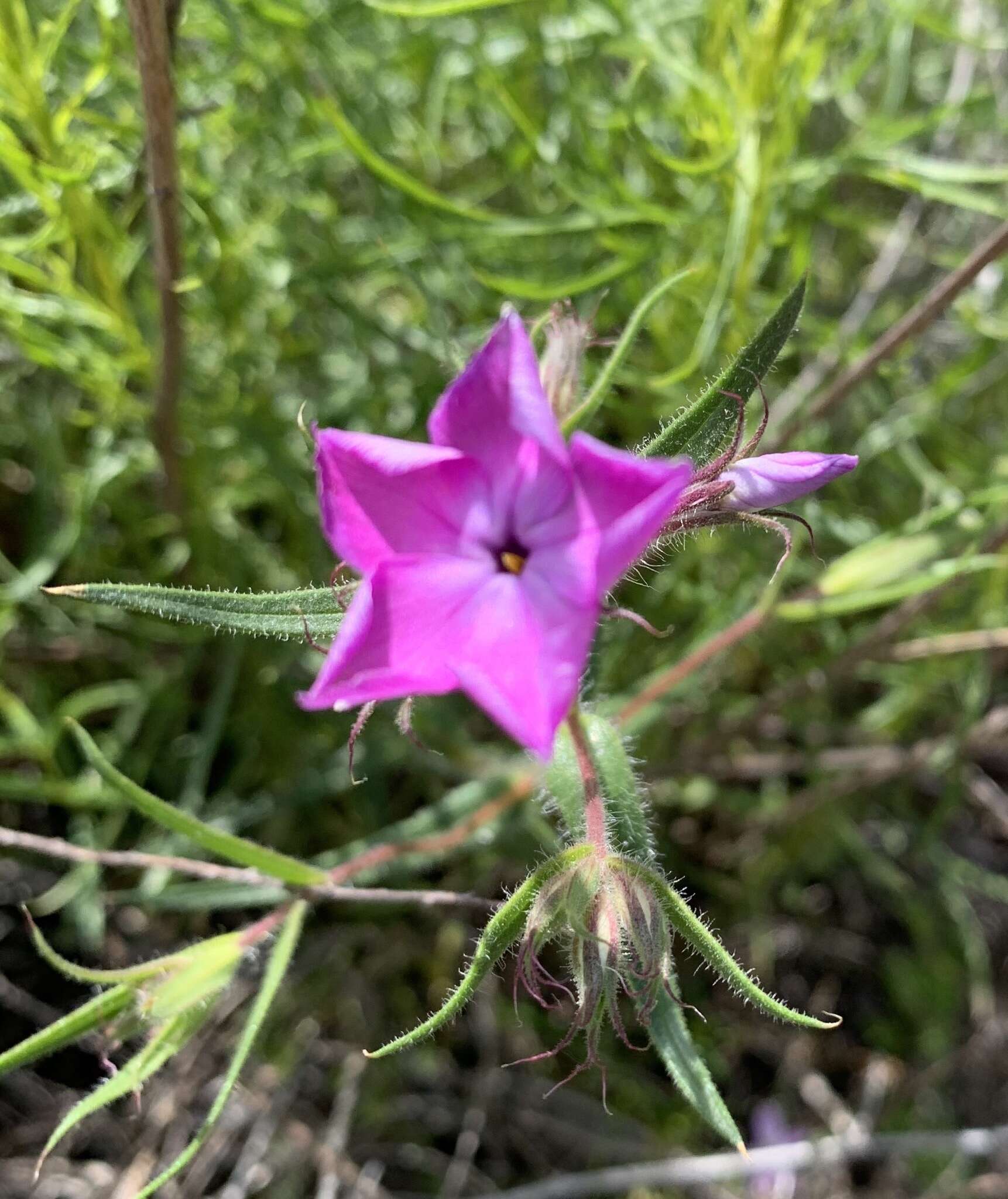 Sivun Phlox pilosa subsp. longipilosa (Waterf.) Locklear kuva