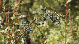 Image de Berberis integerrima Bge.