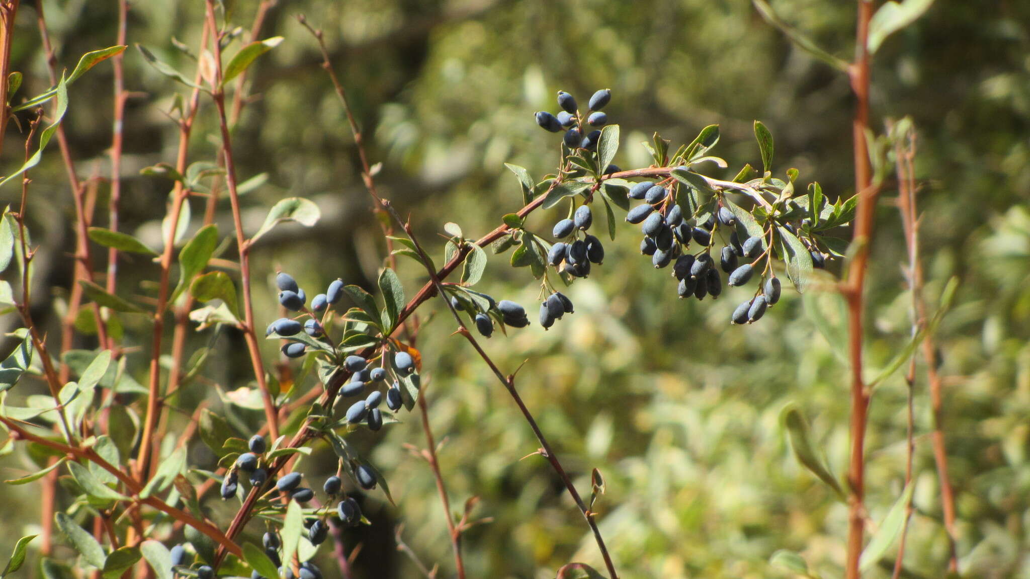 Image of Berberis integerrima Bge.