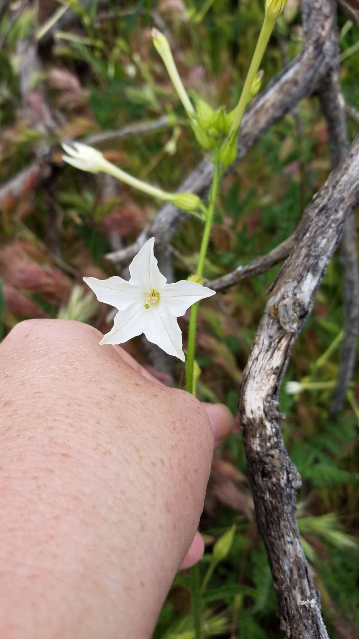 Nicotiana quadrivalvis var. wallacei (A. Gray) Mansf. resmi