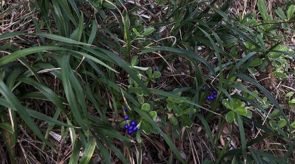 Image of Dianella congesta R. Br.