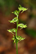 Imagem de Platanthera maximowicziana Schltr.