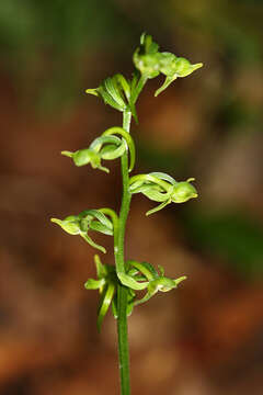 Imagem de Platanthera maximowicziana Schltr.