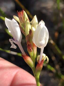 Imagem de Thereianthus ixioides G. J. Lewis