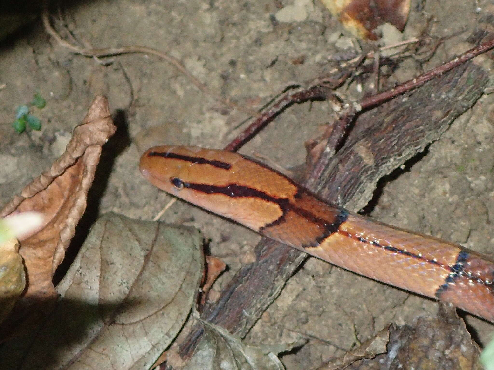 Plancia ëd Oreocryptophis porphyraceus kawakamii (Oshima 1911)