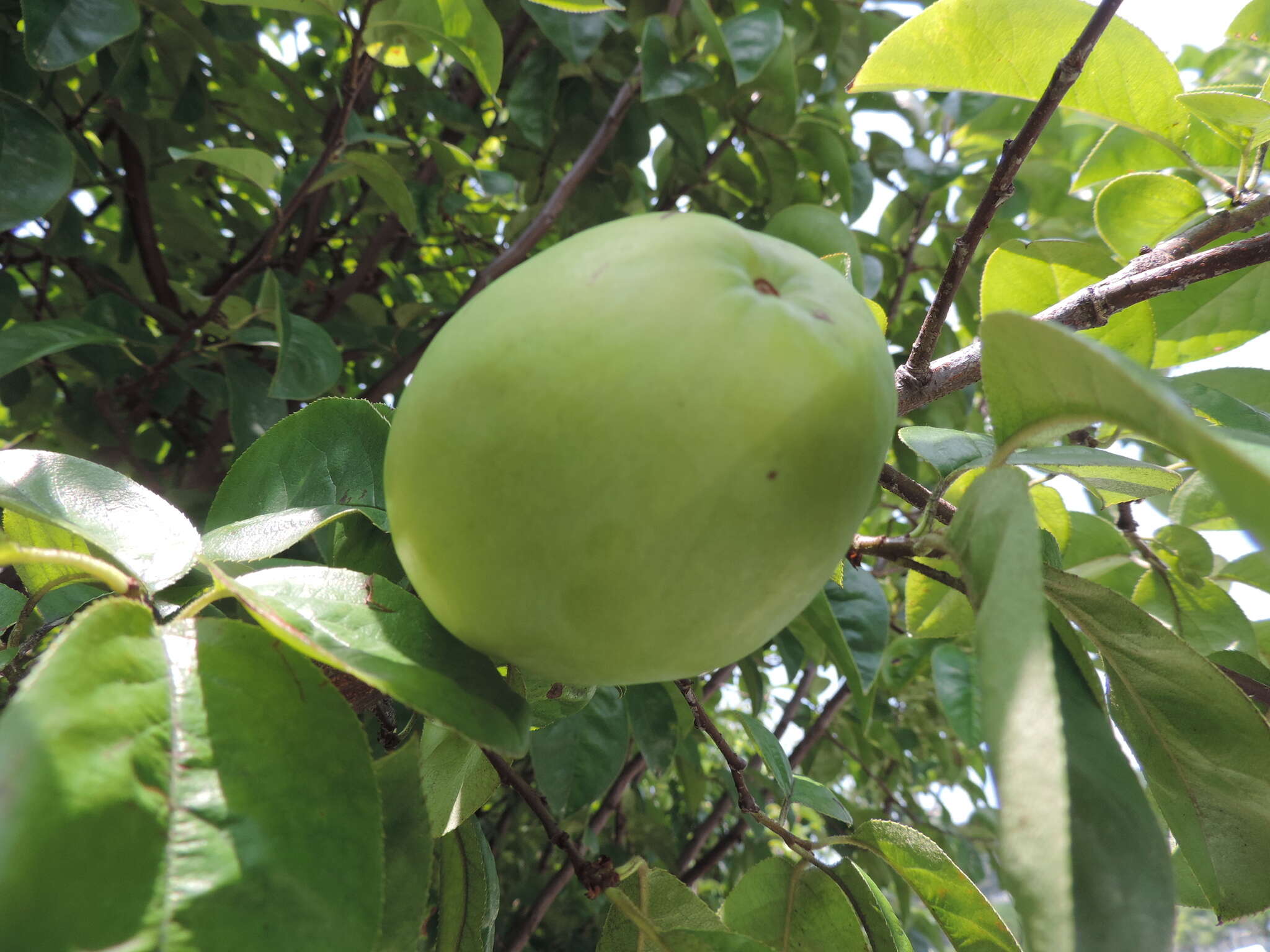 Image of Chinese-quince