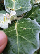 Image de Solanum marginatum L. fil.