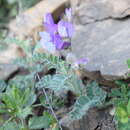 Image of Vicia semiglabra Boiss.