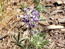 Plancia ëd Lupinus hillii Greene