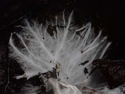 Image of Aphelaria lacerata R. H. Petersen & M. Zang 1986