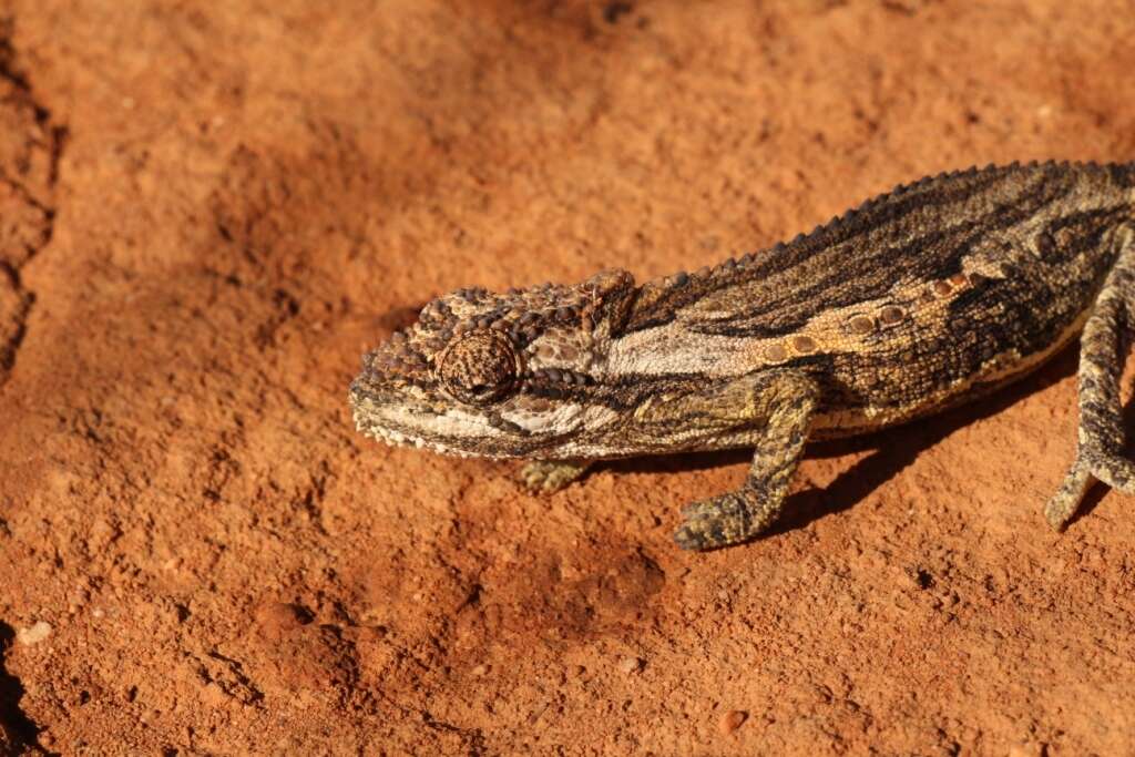 Image of Robertson Dwarf Chameleon