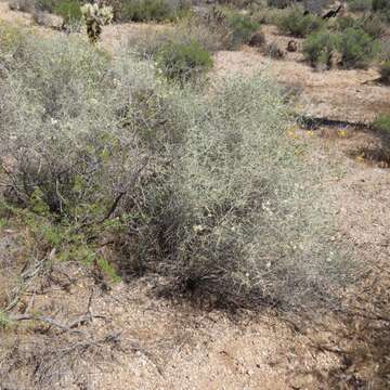 Imagem de Scutellaria mexicana (Torr.) A. J. Paton