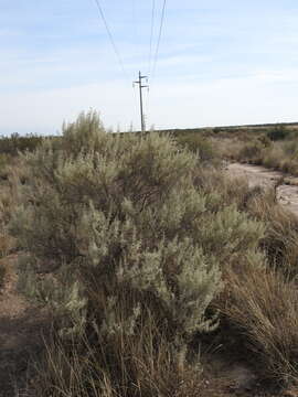 Image of South American saltbush