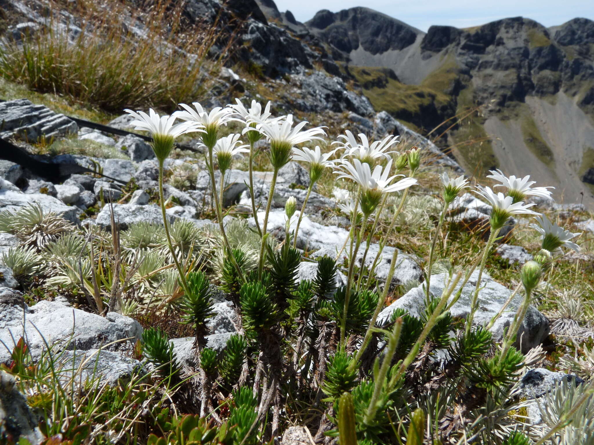 Plancia ëd Celmisia lateralis J. Buch.