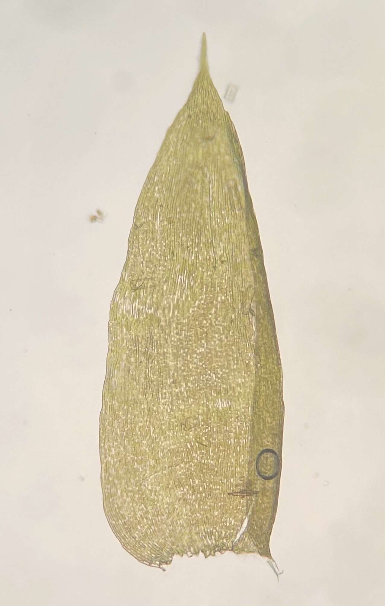 Image of Mueller's isopterygiopsis moss
