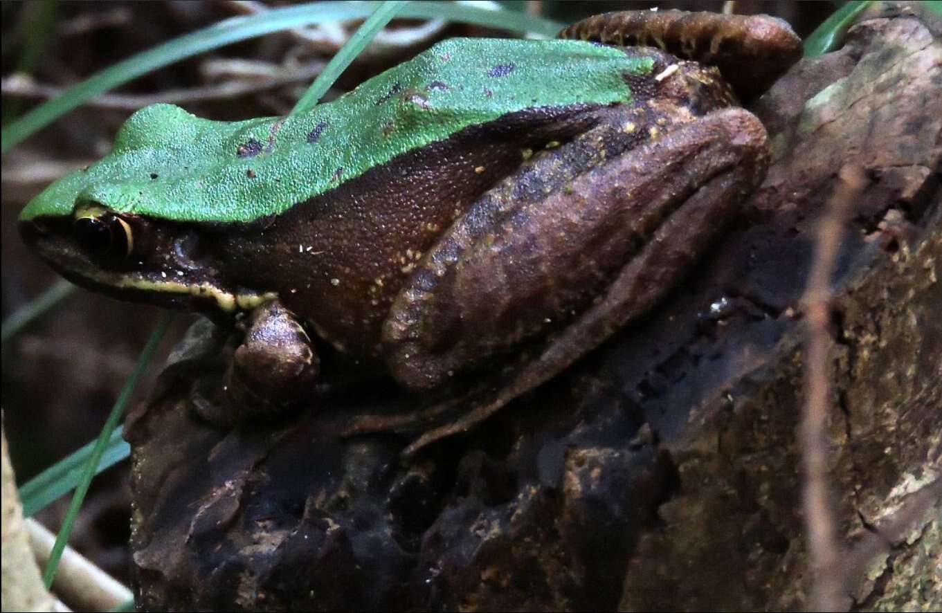 Image of large odorous frog