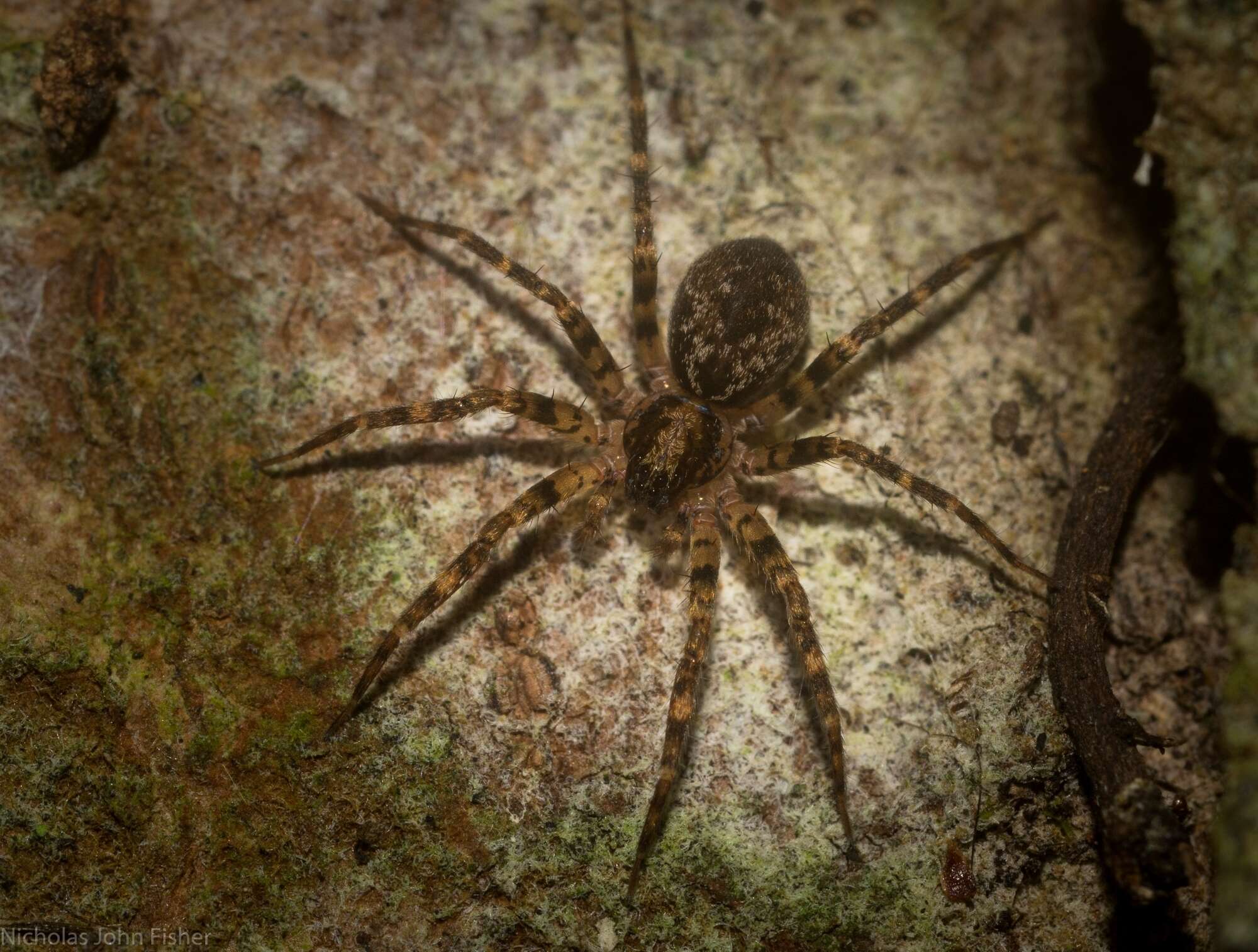 Image of Toxopsoides erici Smith 2013