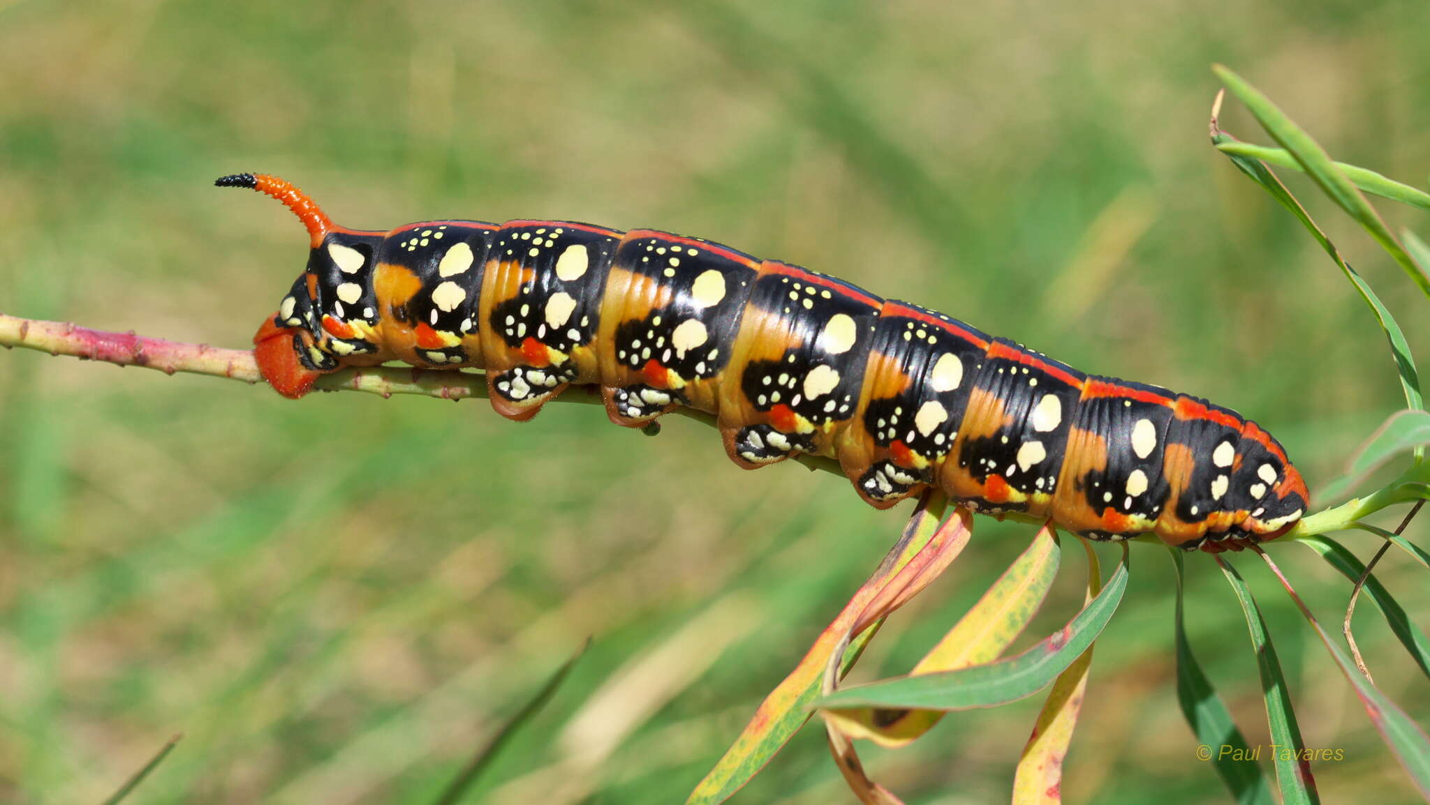 Image of Spurge Hawk Moth