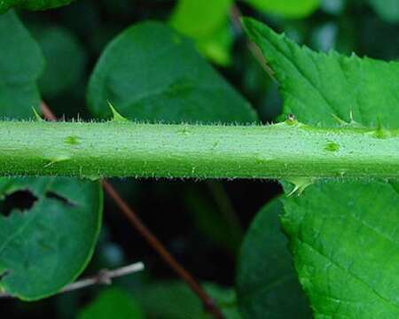 صورة Rubus diversus W. C. R. Watson