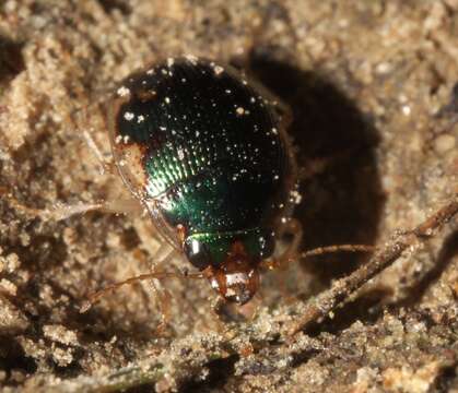 Image of Shiny Round Sand Beetle