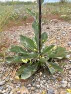 Слика од Verbascum graecum Heldr. & Sart. ex Boiss.