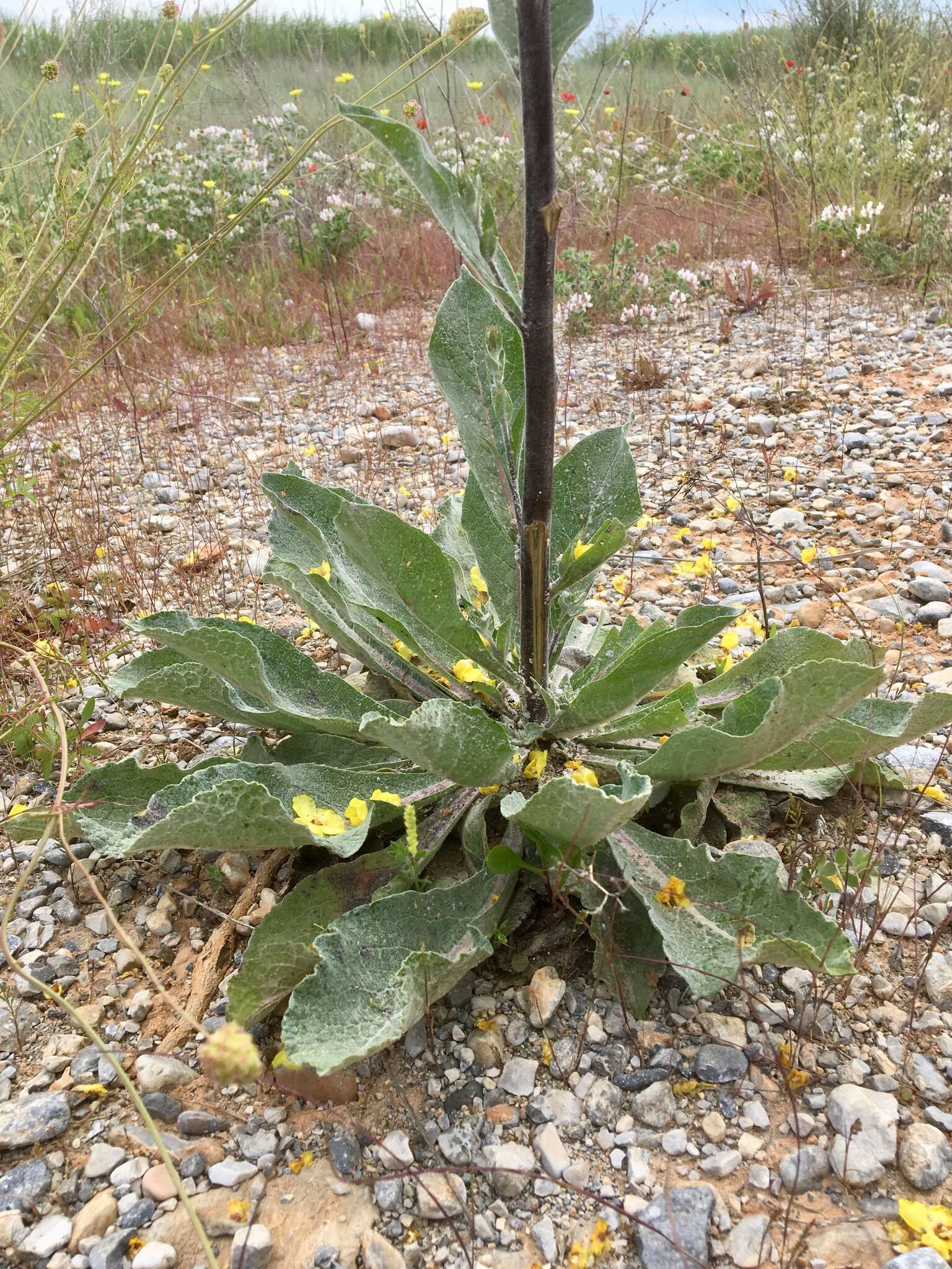 Слика од Verbascum graecum Heldr. & Sart. ex Boiss.