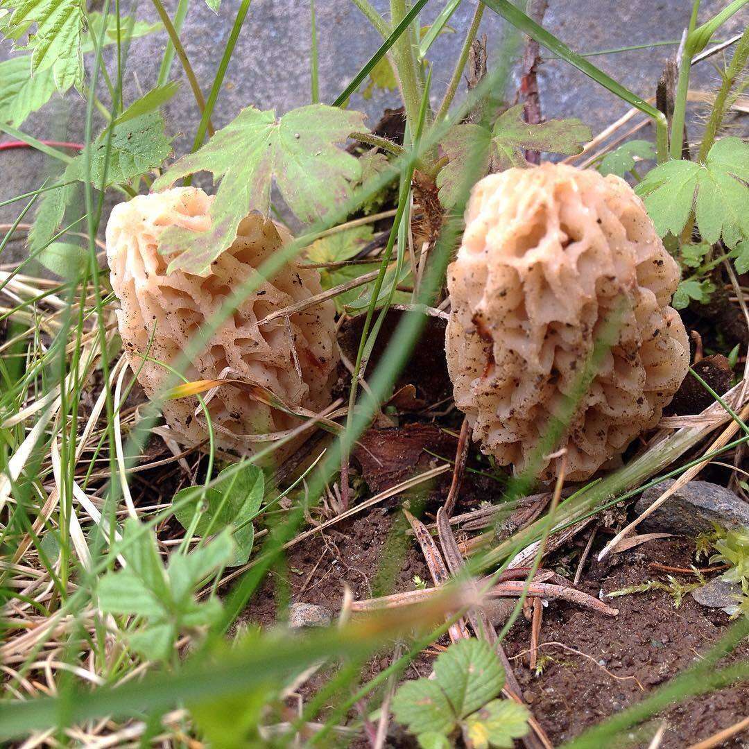 Image of Morchella tridentina Bres. 1898