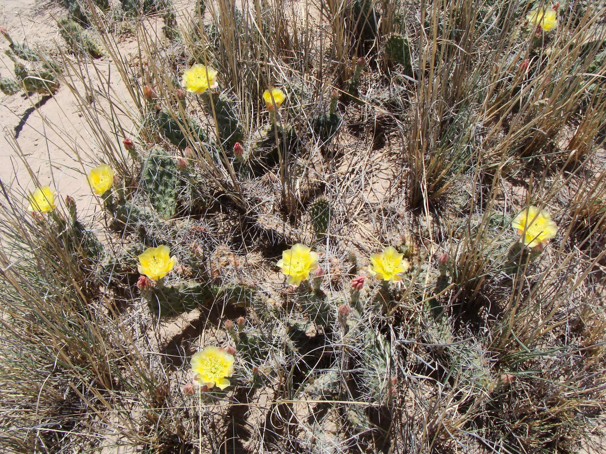 Image of Panhandle Prickly-pear