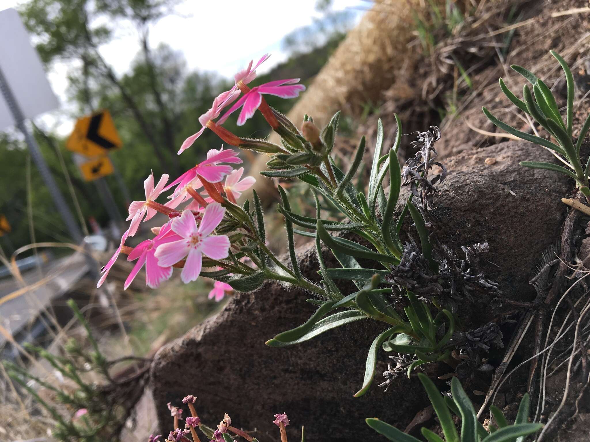 Imagem de Phlox amabilis Brand