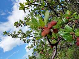 Image of Bursera simplex Rzed. & Calderón