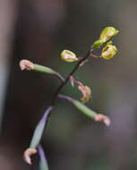 Imagem de Chrysoglossum ornatum Blume