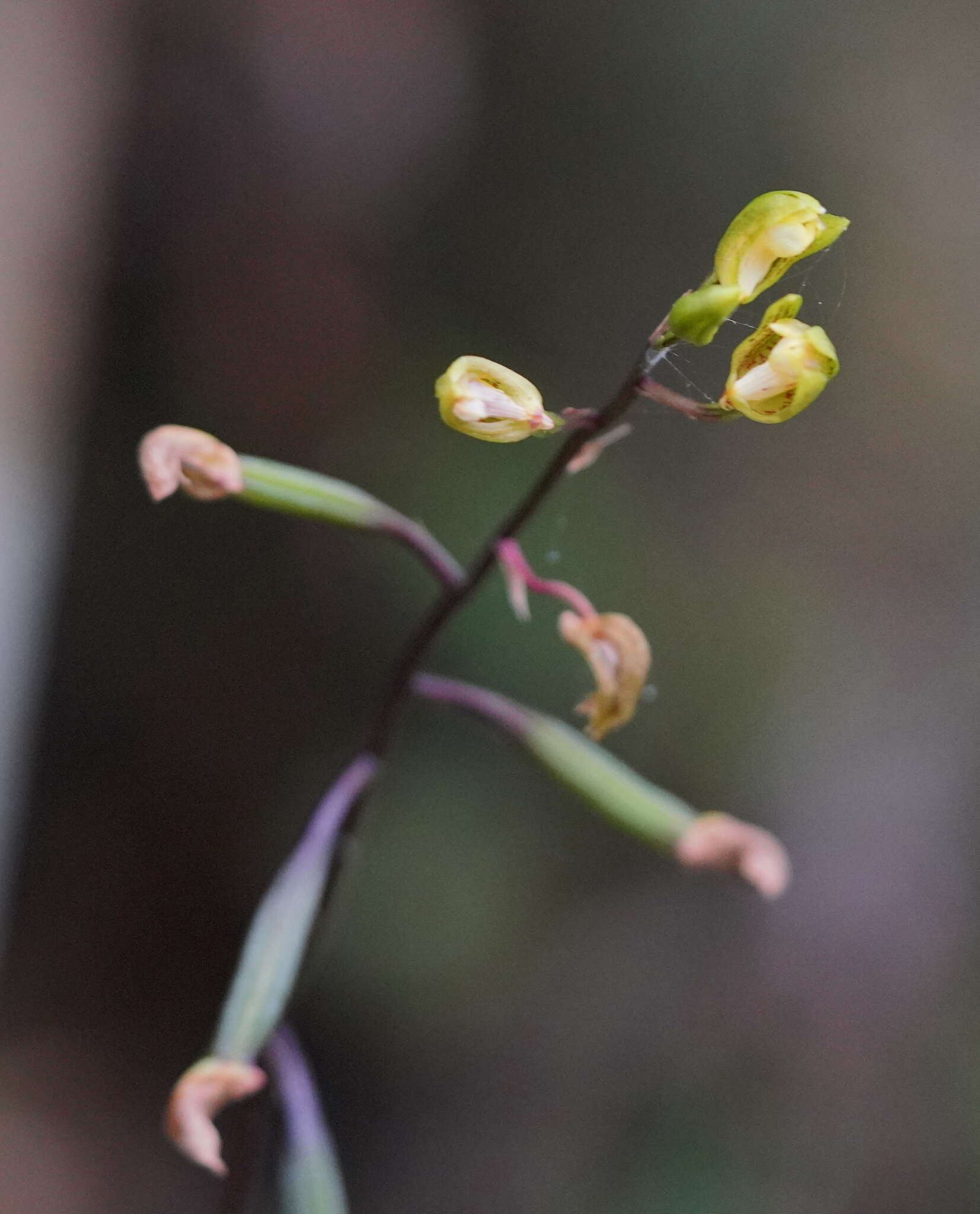 Imagem de Chrysoglossum ornatum Blume