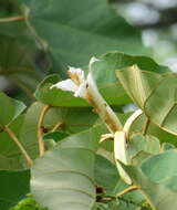 Image of Pterospermum acerifolium (L.) Willd.